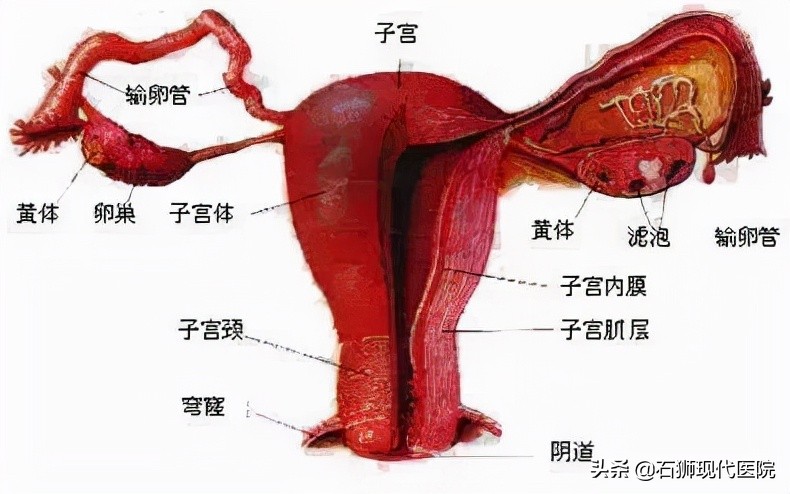 来自子宫的一封信：每位女性必须知道的几件事